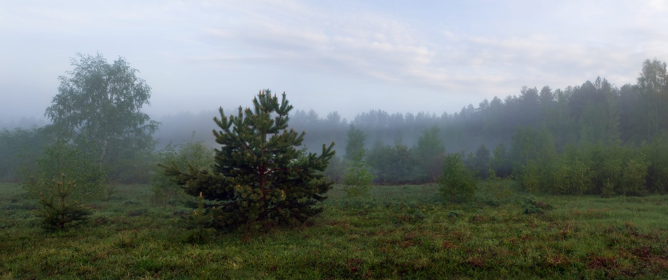 Тихое утро...