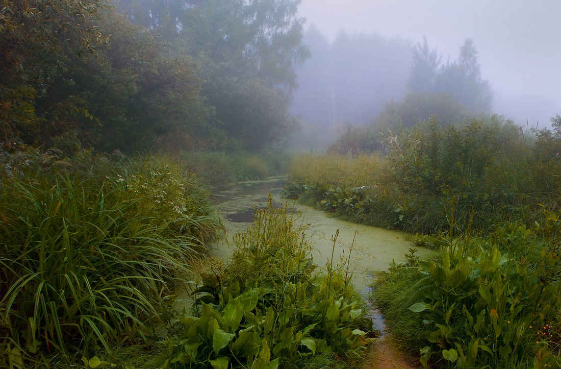 Заросшая дорога