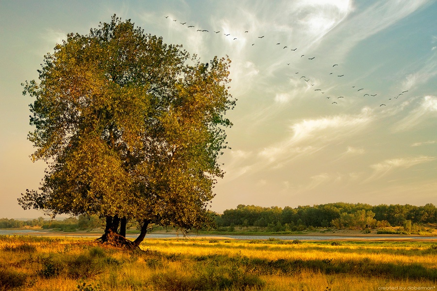 Утро Августа