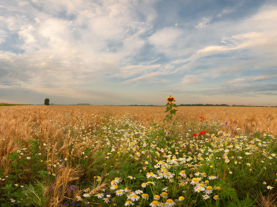 Утро Золотого лета