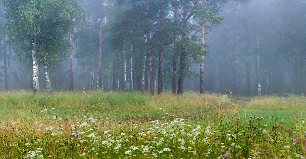 На опушке туманного леса