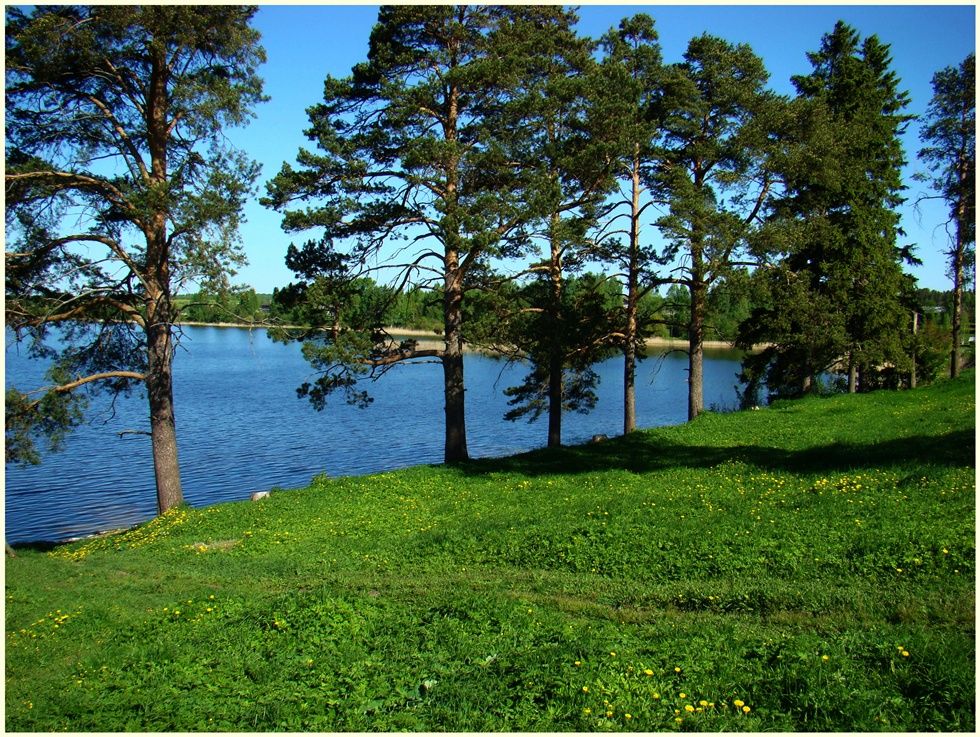 Ферапонтовские сосны