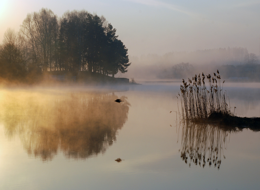 про утреннюю птичку
