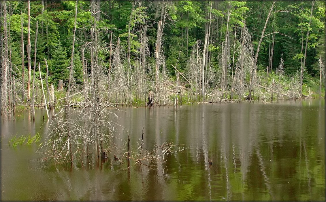 призраки Мускоки