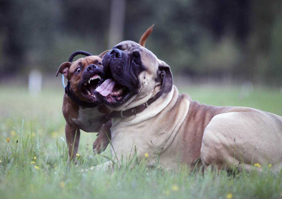 дружба начинается с улыбки