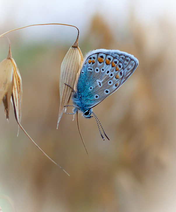 Когда голубянка спит