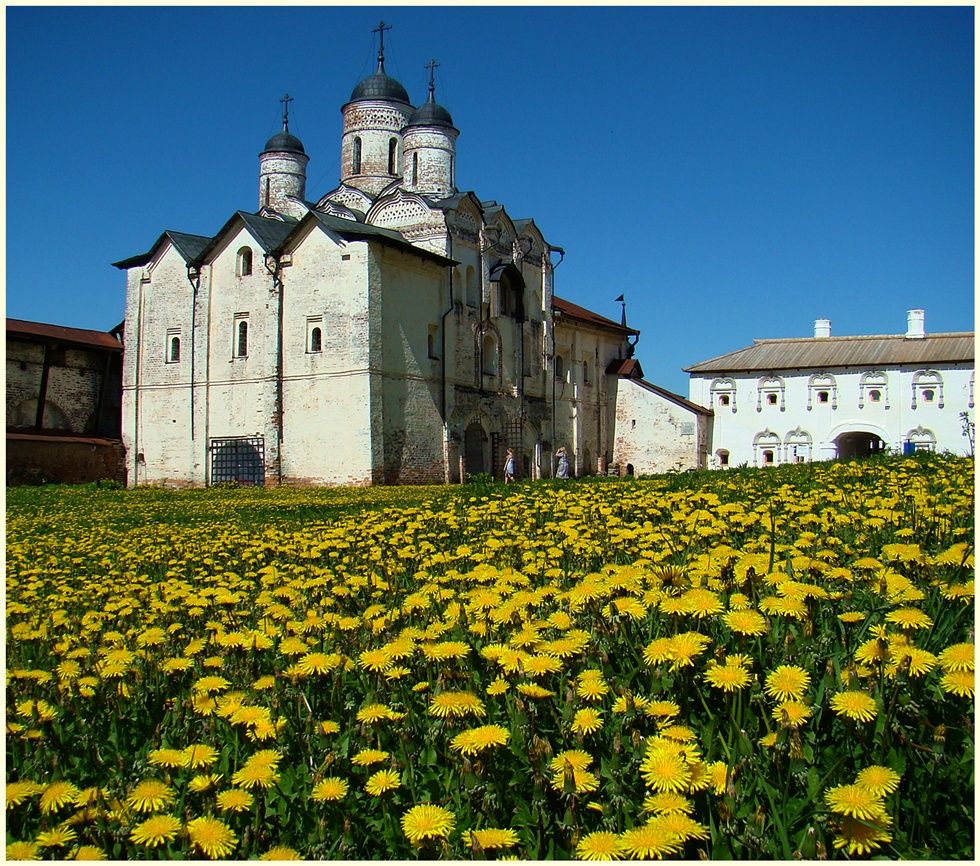 Одуванчики