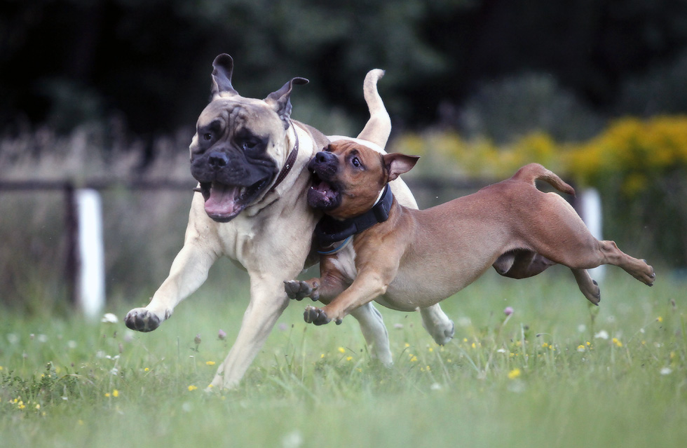 невесомость в стиле K9