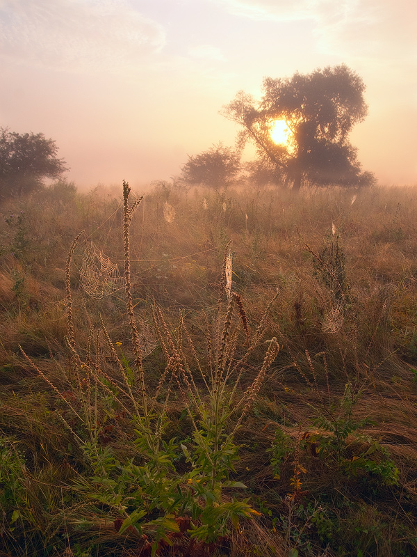Паутинки Августа