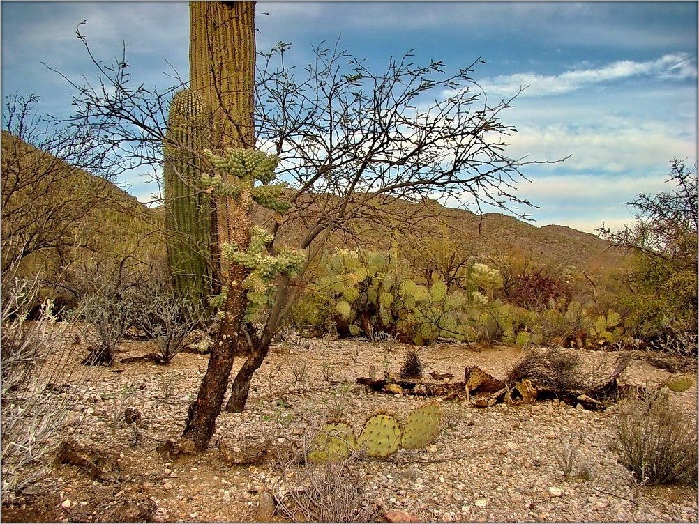 Cam Del Sahuaro Forest