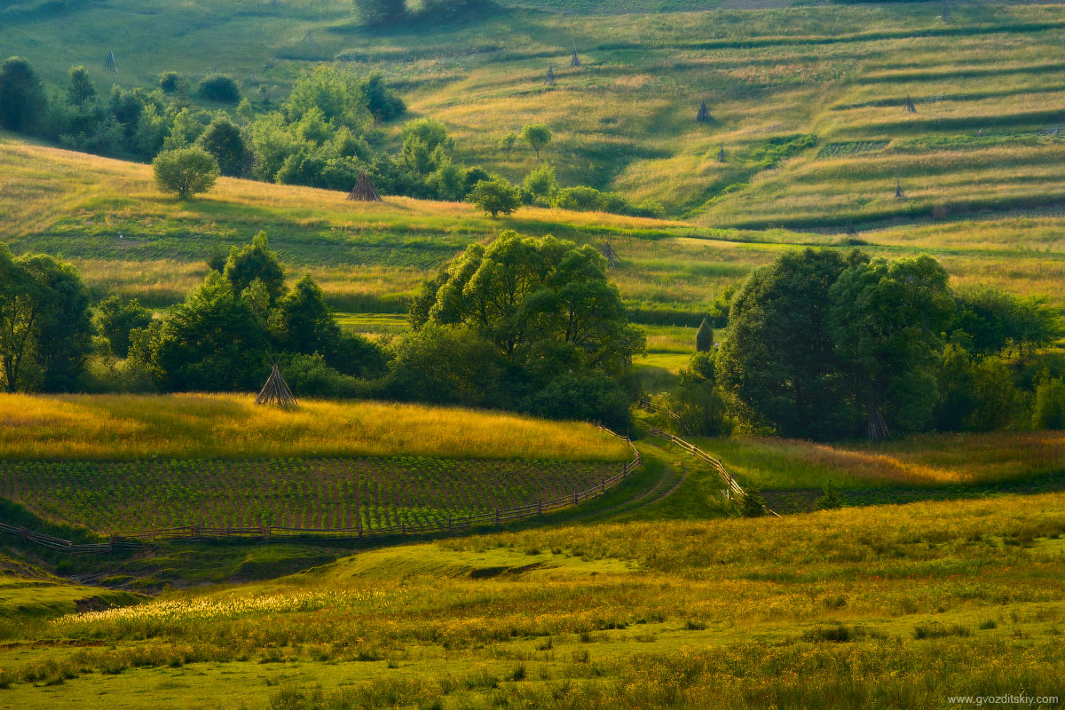 Карпатский этюд с котом