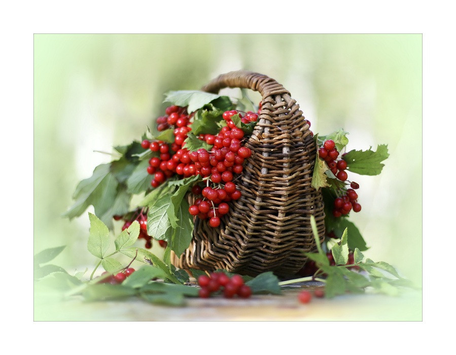 калина красная