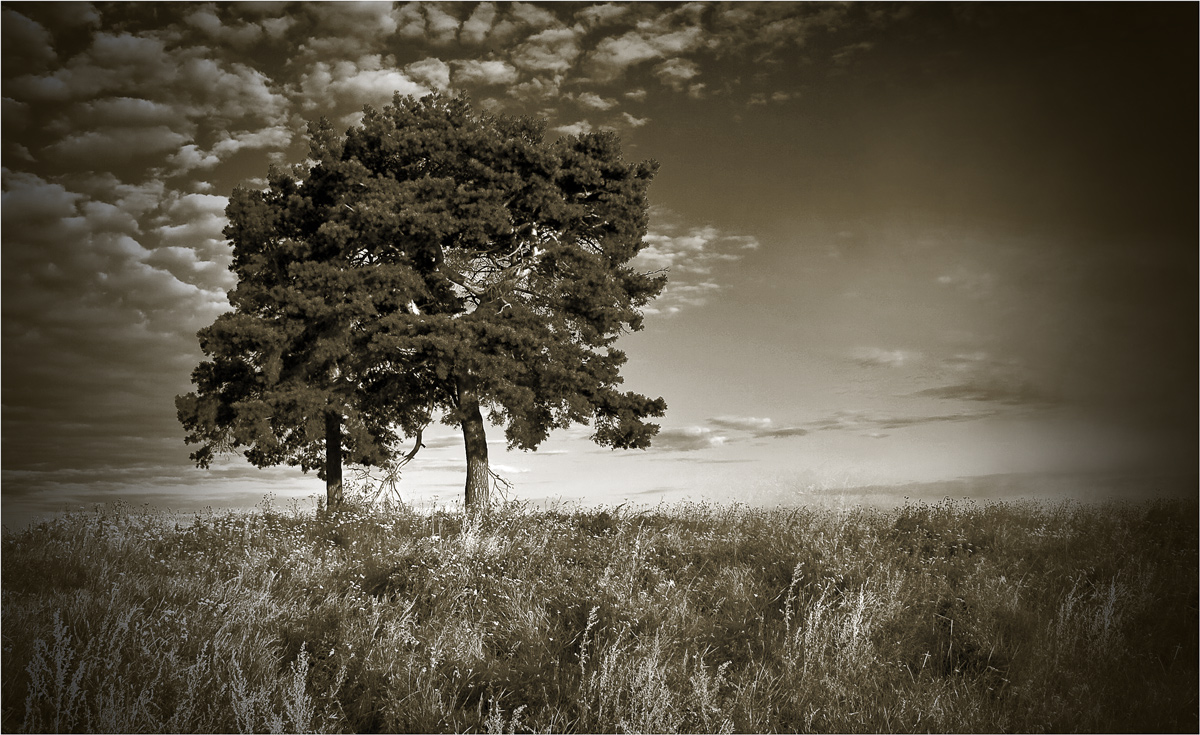 Про две сосны