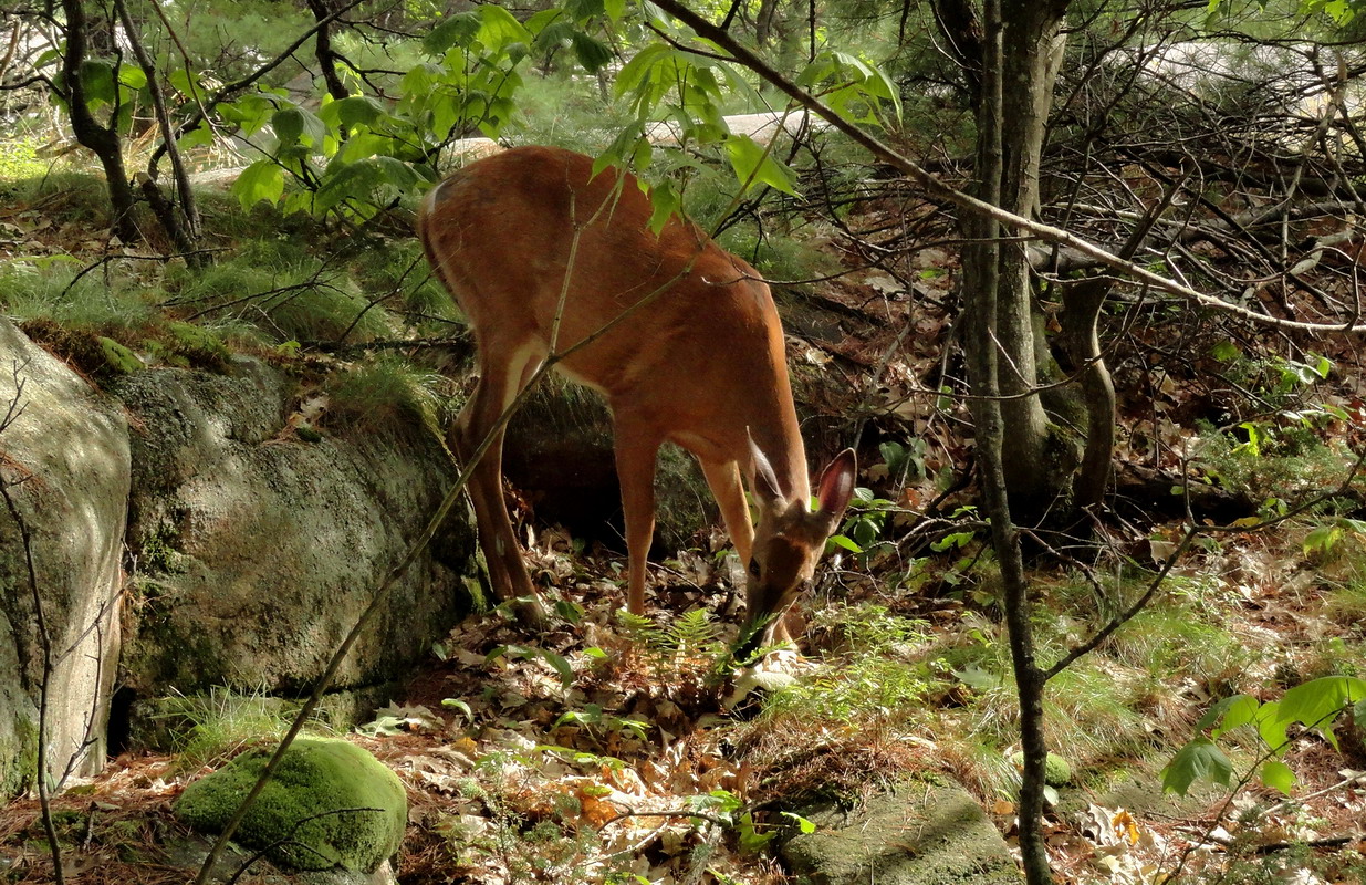 грибная закуска