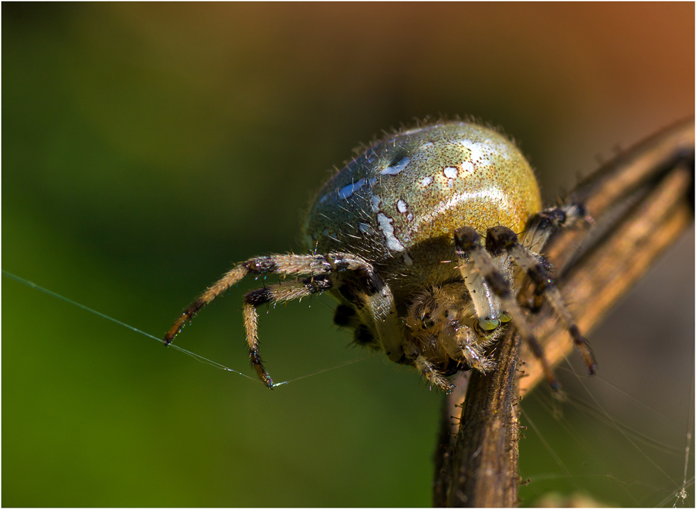 Канатоходец