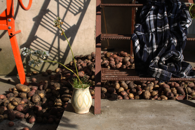 А ты уже выкопал свою картошку?