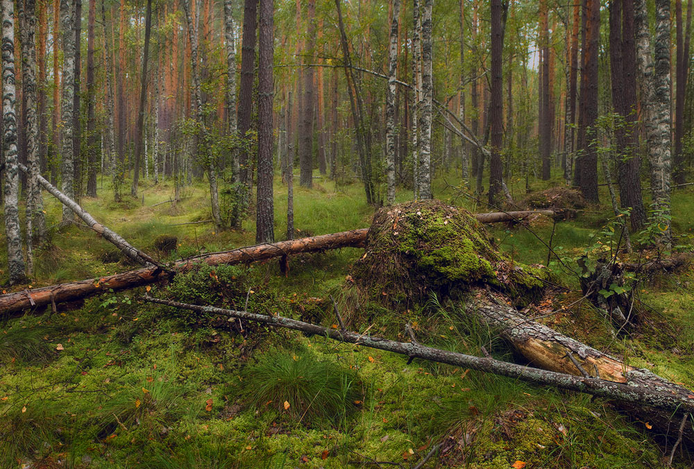Лесная жизнь