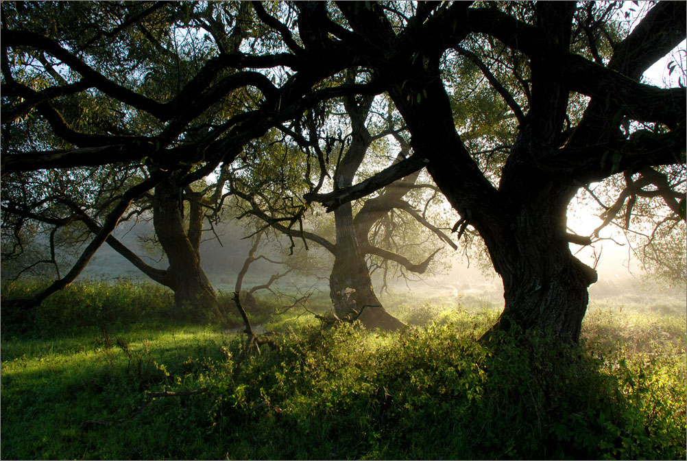 танец в утреннем свете