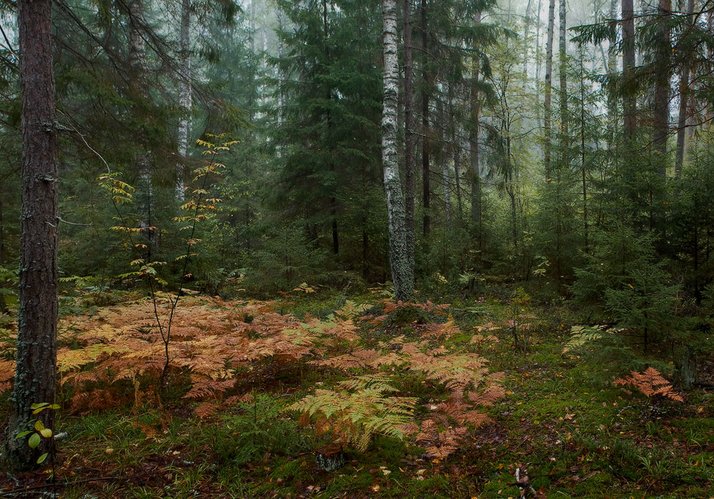 Признаки осени