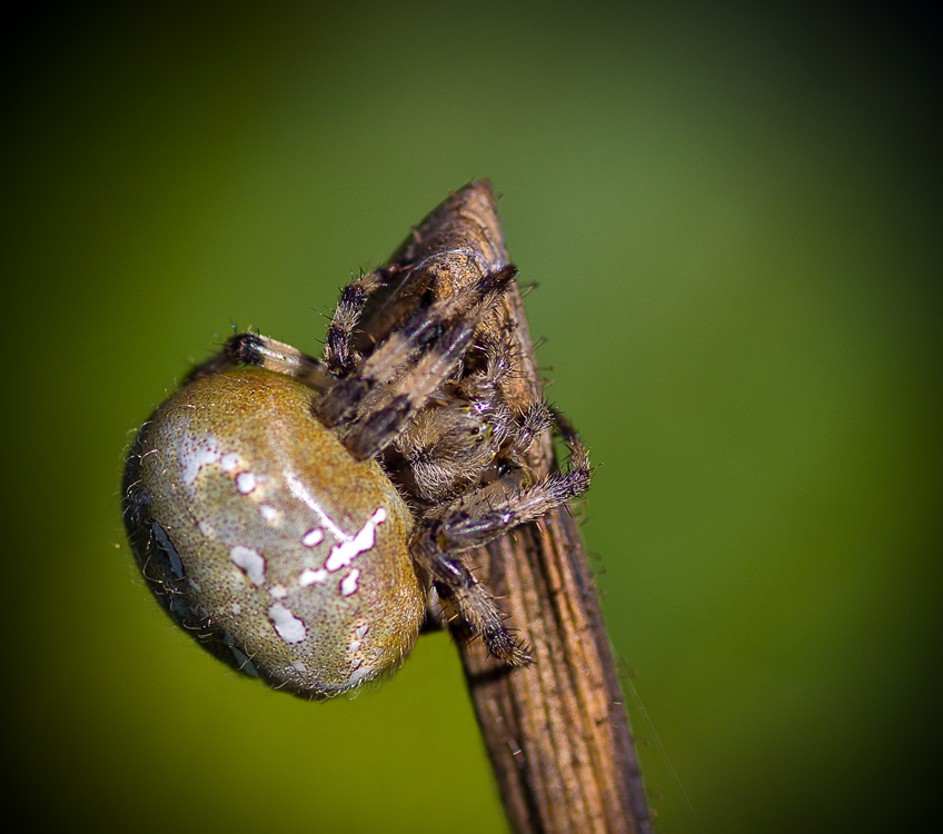 Пузатик и прутик