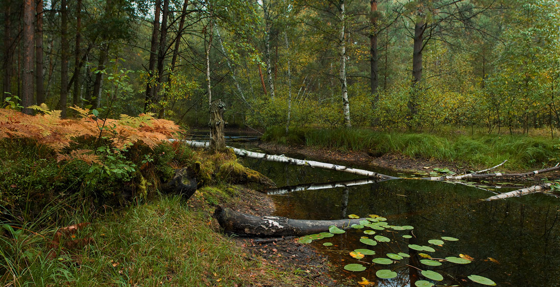 Обмелевшая речка