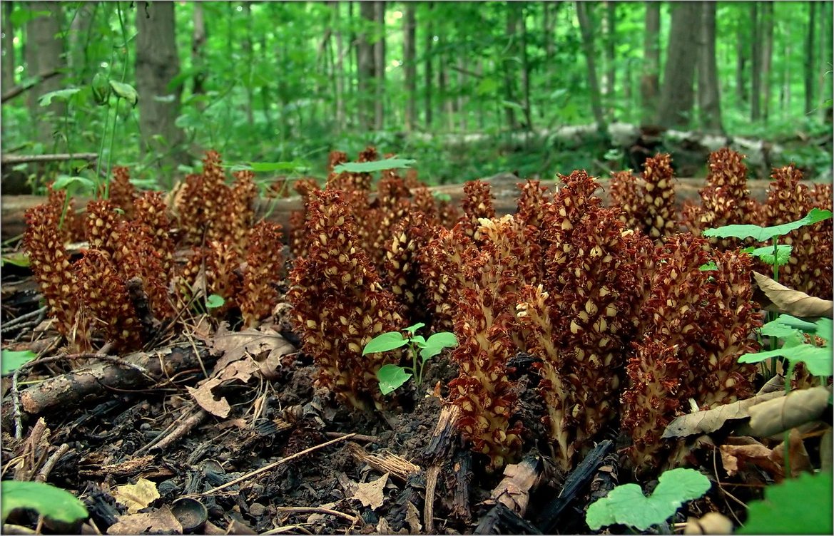 ...следы невиданных цветов
