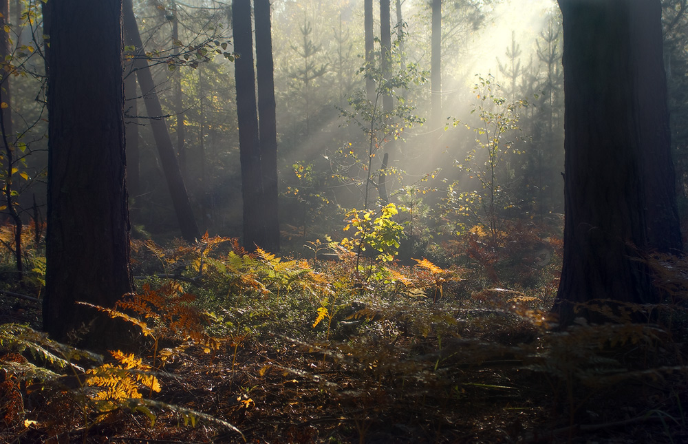 В утренних лучах