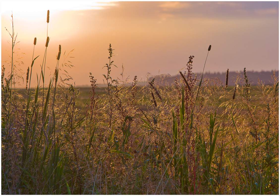 Травушка-муравушка