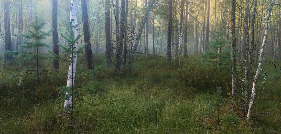 Утро на сухом болоте