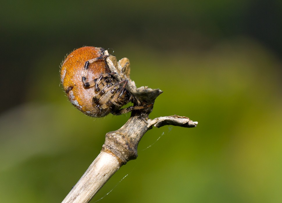 Перевертыш