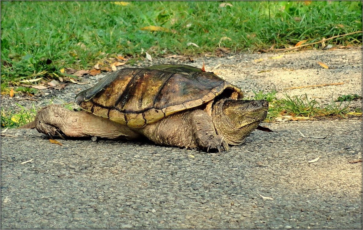 длинна дорога..