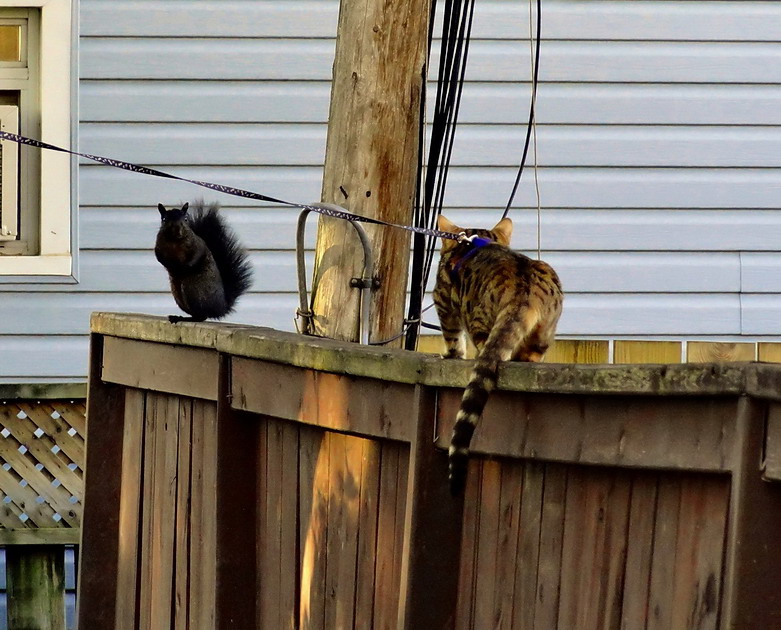 Леопольд, подлый трус, - выходи!