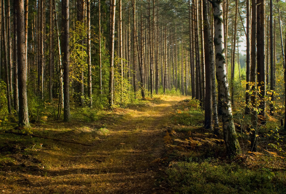 В утреннем лесу (2)