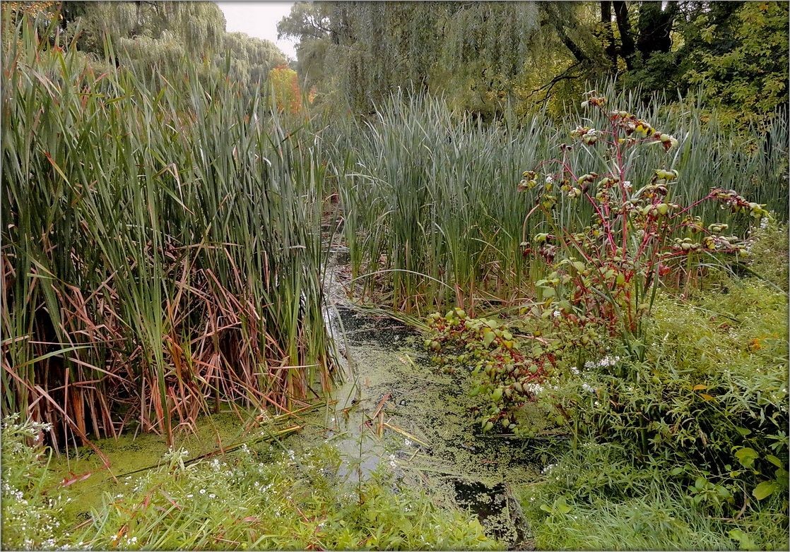 черепашьи тропы