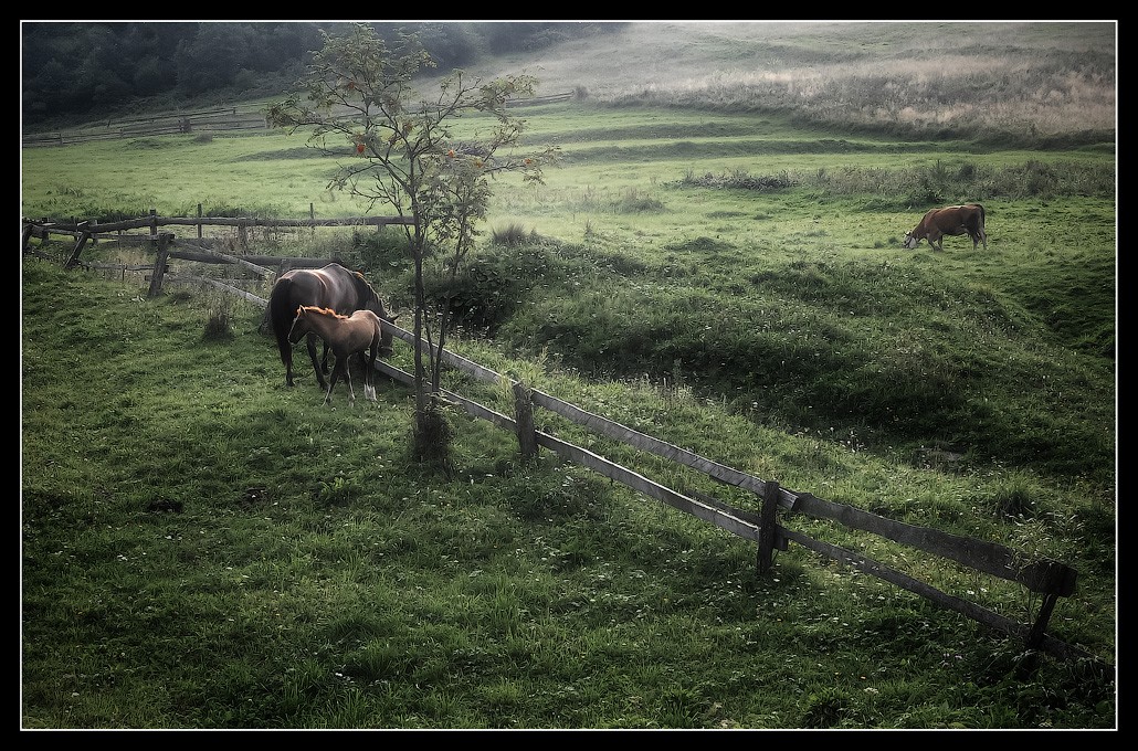 Мелодии Карпат...