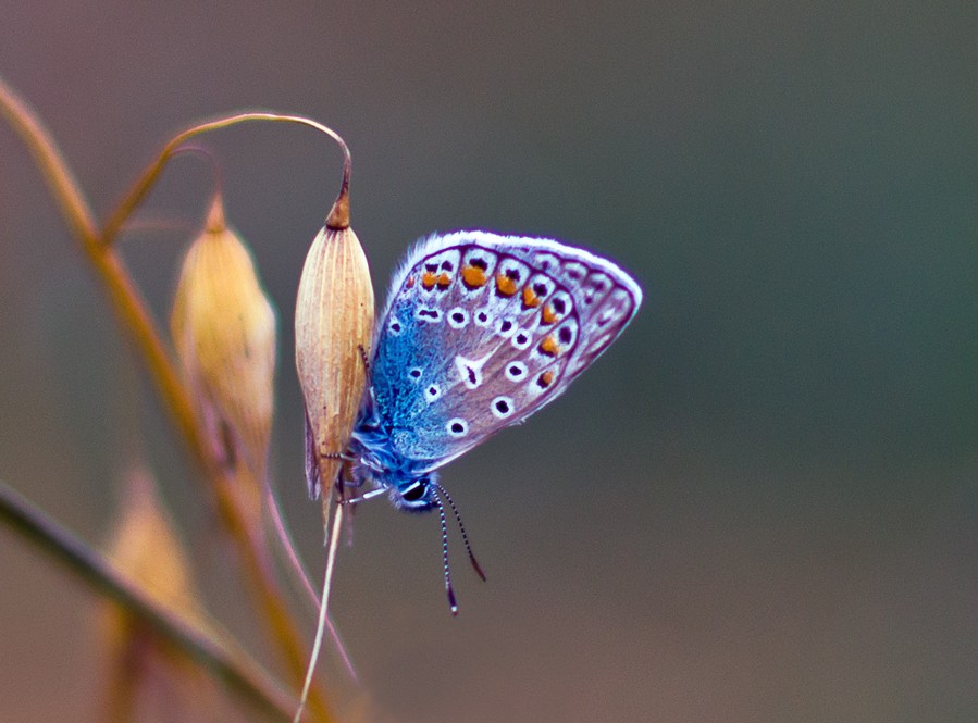 Крошка - голубянка