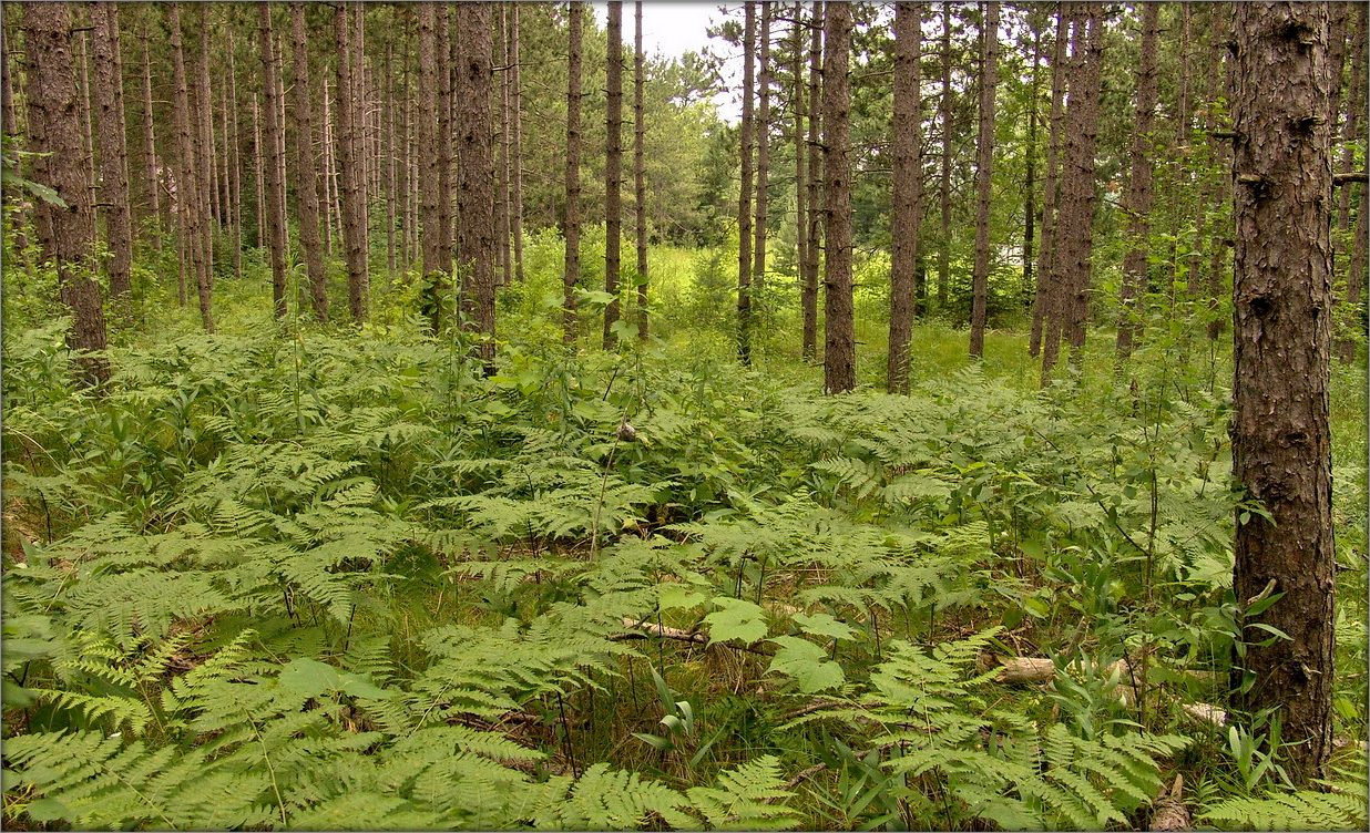 Ganaraska Forest ..3