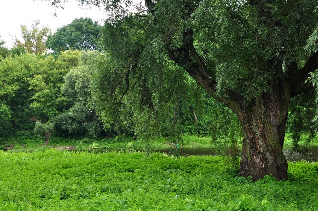 Он всё помнит
