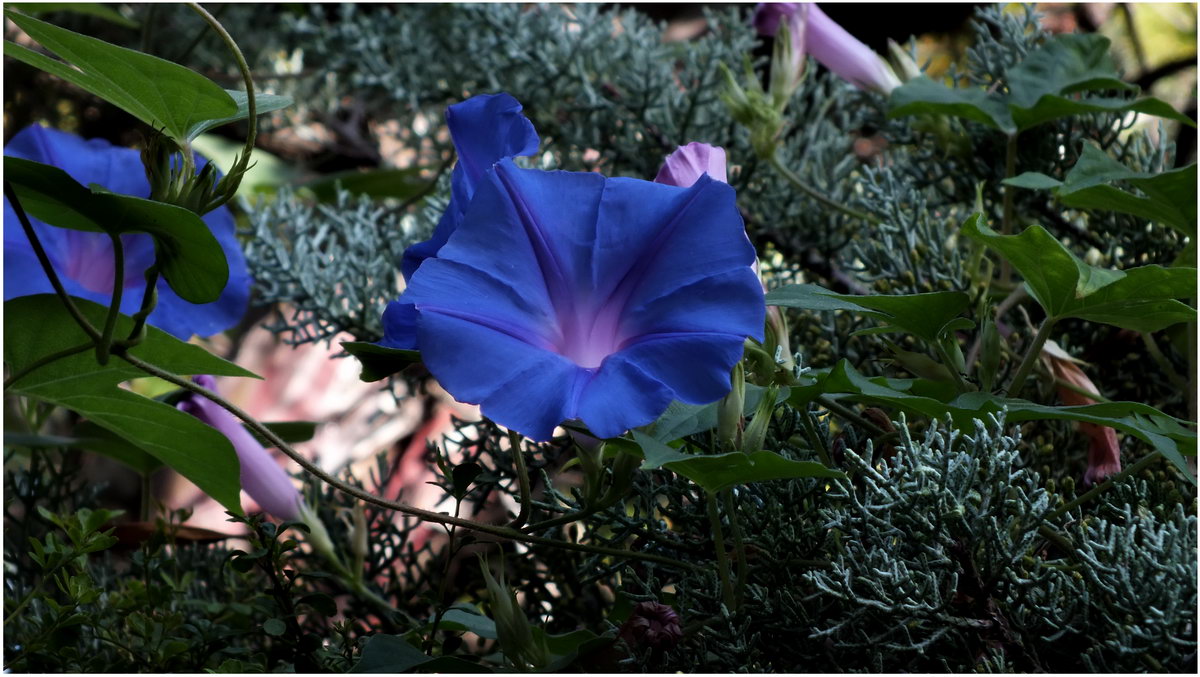 ОСЕННИЕ ЦВЕТЫ