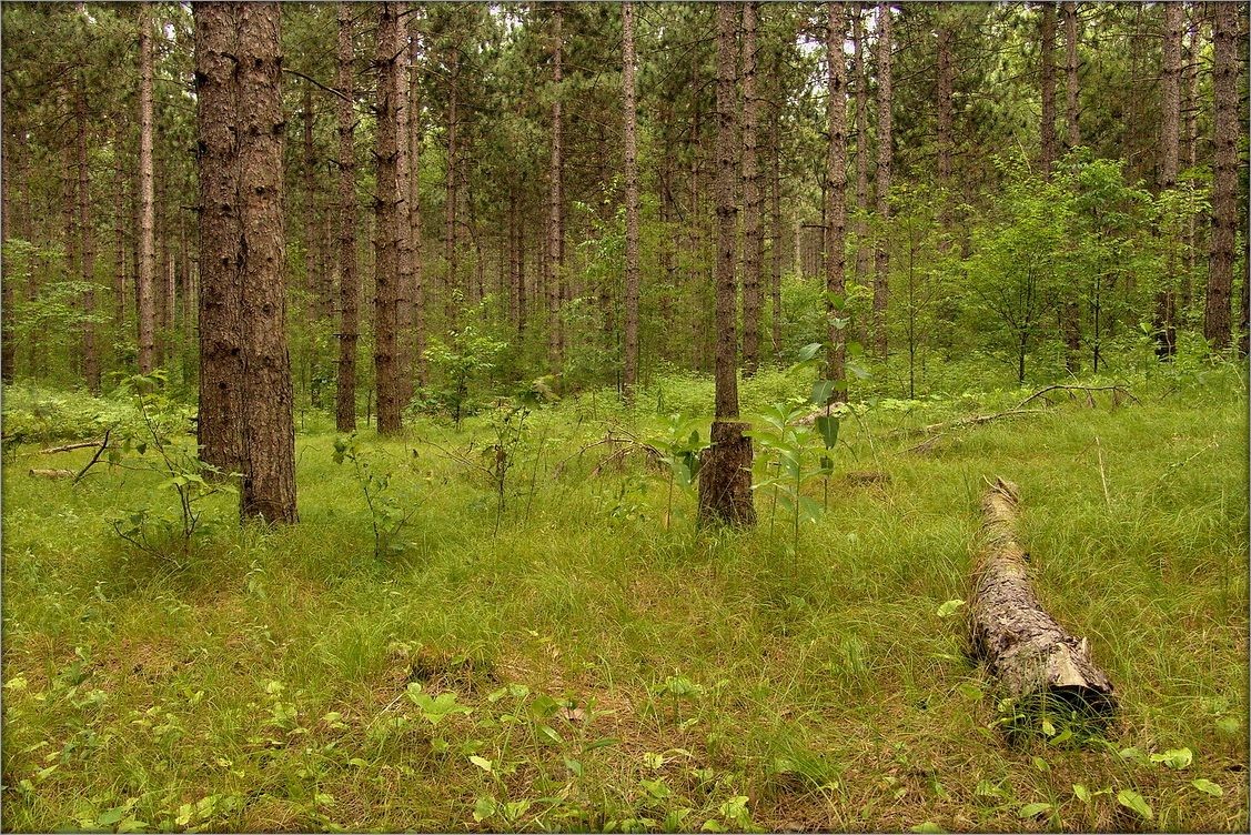 Ganaraska Forest ..4