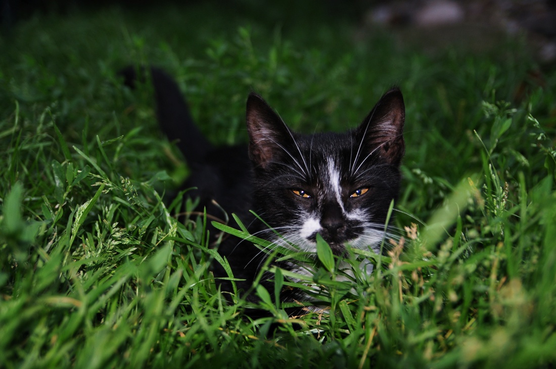 Юный охотник