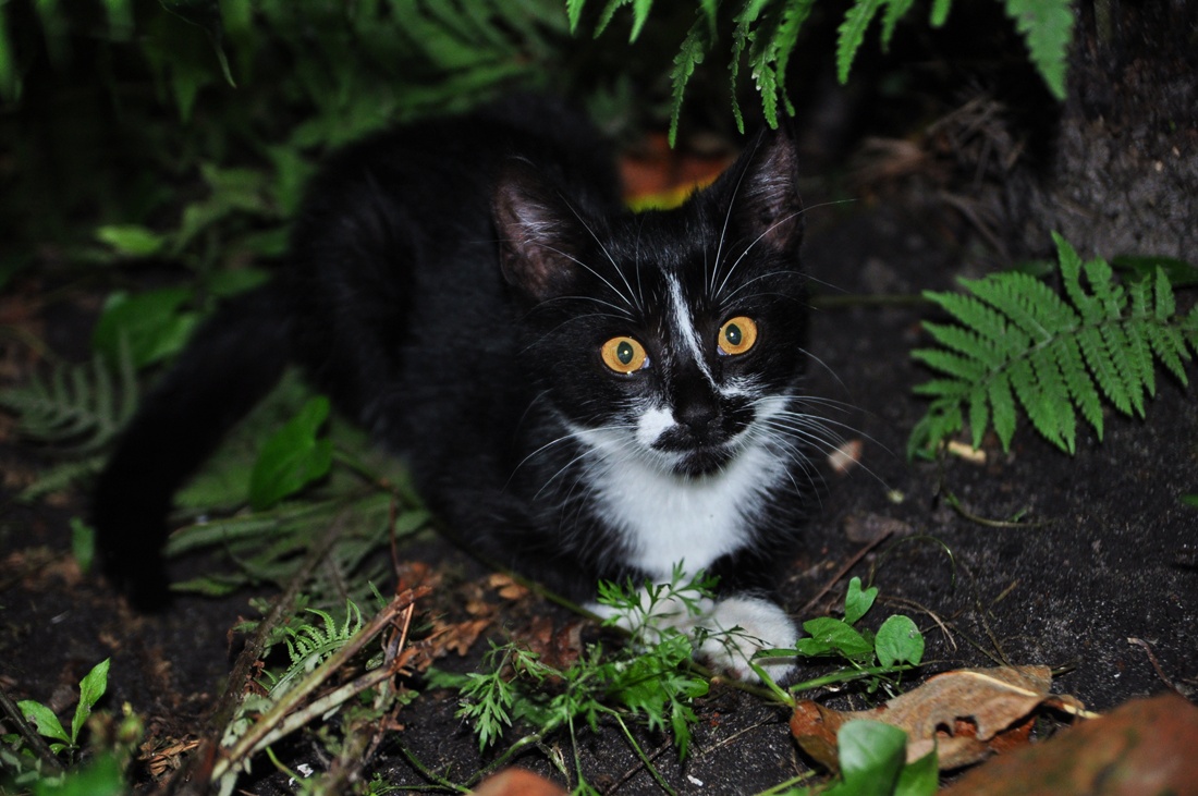 Чего уставился! Мясо давай!!