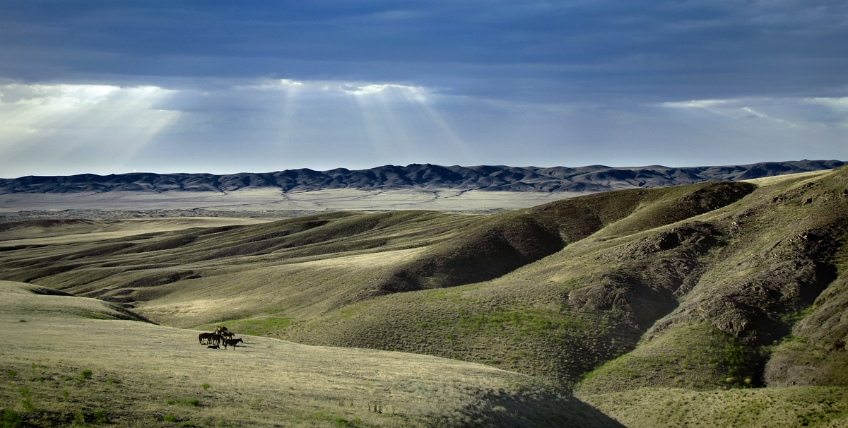 маленькие лошадки