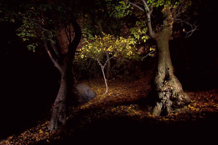 Сказочный Лес