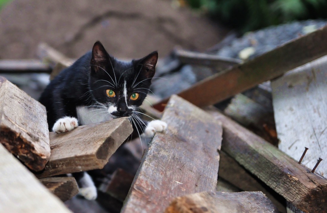 Котик обормотик