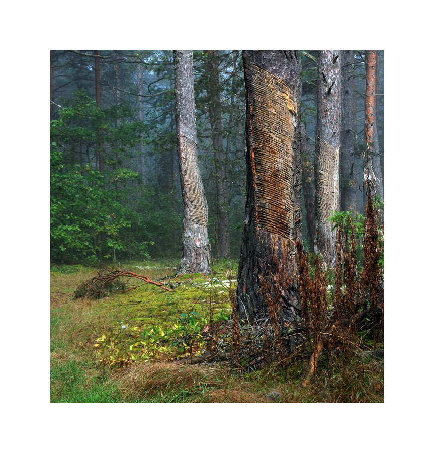 лесные шевроны