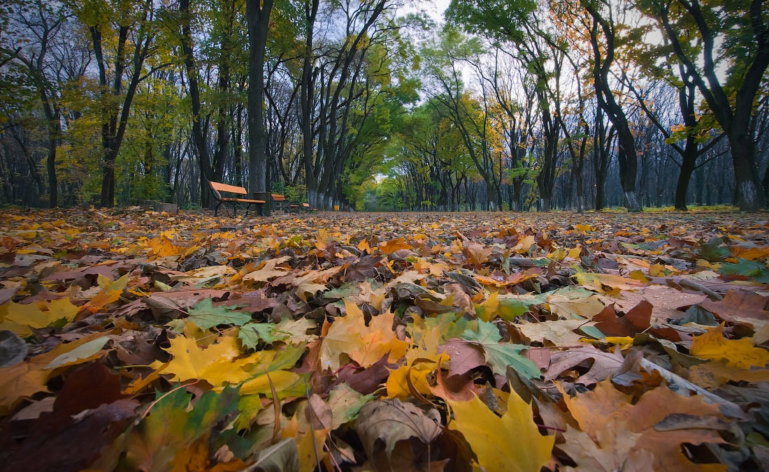 На ковре из желтых листьев...