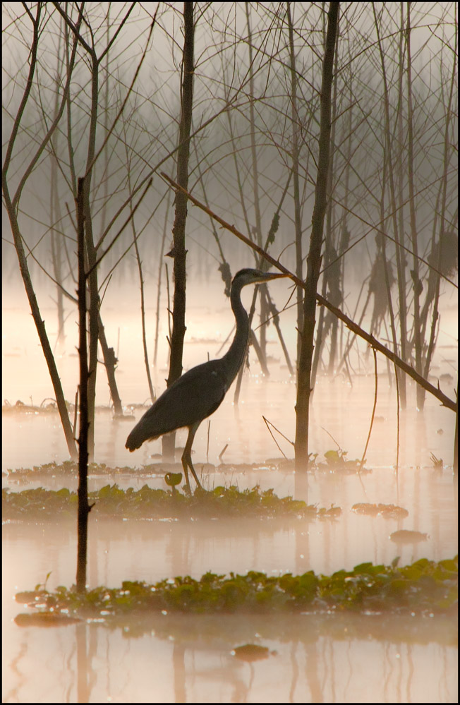 Утренние силуэты