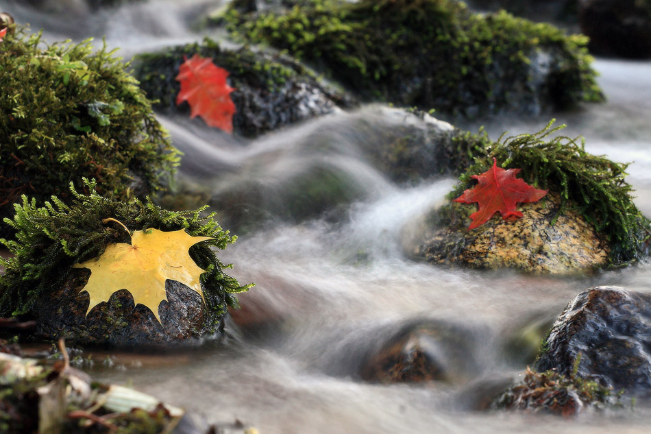 осенний ручей