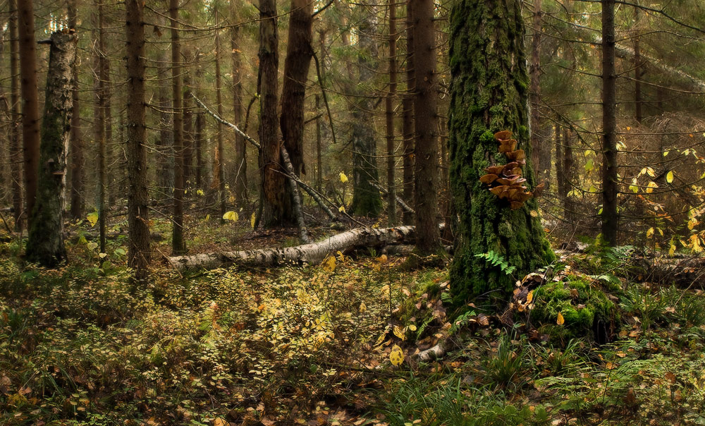 В поисках последних грибов